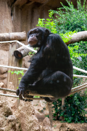 Chimpanzé