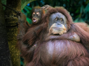 Orangotango